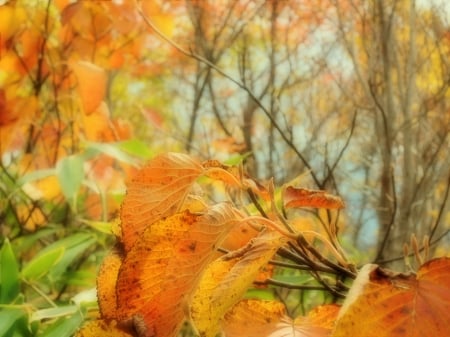 autumn leaf - autumn, colors, forest, orange, leaf