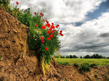 red flower - nature, field, flower, red