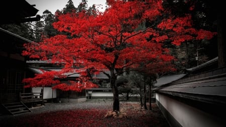 Red Autumm - autumn, japan, red, leaves, tree, house, yard