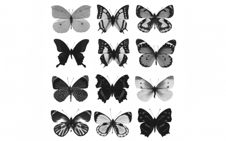 Butterflies - butterfly, abstract, black, butterflies