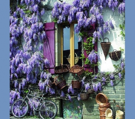 purple wisteria - flowers, house, purple, window, wisteria