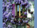 purple wisteria