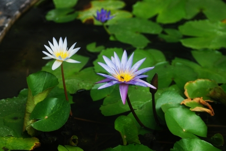 lilies in pond - white, lilies, blue, beautiful, Thai