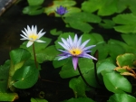 lilies in pond