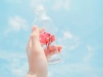 Flowers in the Bottle