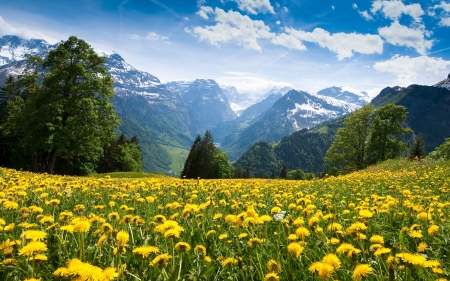 Amazing Summer - flowers, clouds, trees, nature, landscape, field, mountains