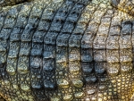 Crocodile skin