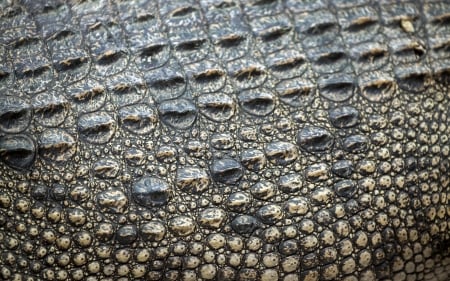 Crocodile skin - macro, skin, texture, crocodile