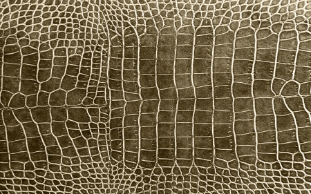 Crocodile skin - macro, skin, texture, crocodile