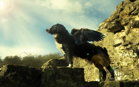 A Dog with Wings - animal, dogs, wings, fantasy