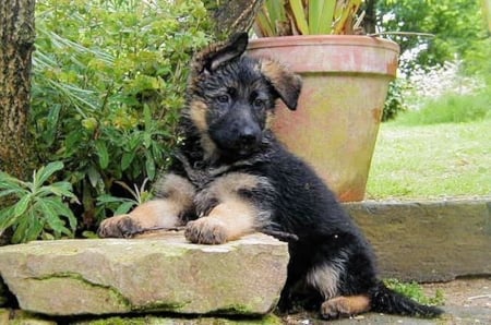 Cute Puppy - dog, puppy, animal, garden