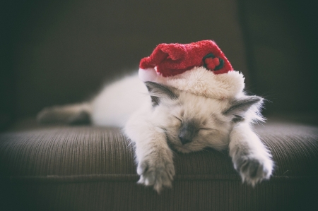 Tired Santa - sleeping, craciun, hat, cat, sofa, funny, kitten, christmas, white, santa, red, animal, sweet, pisicel, cute