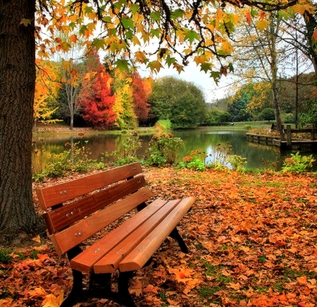 Bench by the Pond - nature, bench, autumn, pond