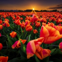 Poppy field at sunset