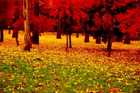 AUTUMN FIELD - nature, season, autumn, trees, field