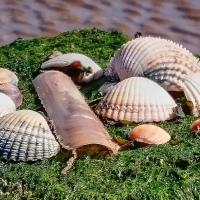 Shells Saying Hello While The Tide Is Out