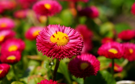 Pink Daises - daises, nature, pink, 2015, flower