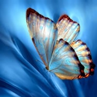 Butterfly Wallpapers - Page 13 - Desktop Nexus