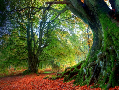 Autumn Beech - Beech, Autumn, forest, green