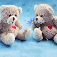 Teddy Love