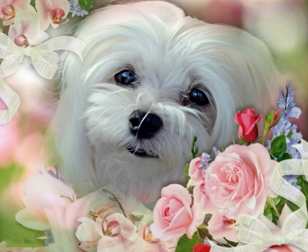 my best freinds - roses, cute, dog, puppy, pink