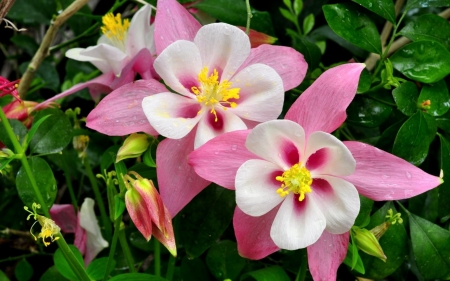 Beautiful Flowers - nature, flowers, bloom, pink