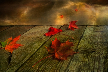 Storm continues... - fall, Storm, leaf, autumn