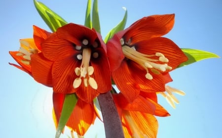 Beautiful Flowers - bloom, flowers, orange, nature