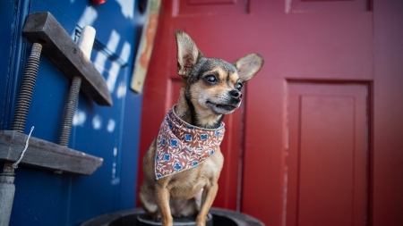 Dog in Neck scarf - animal, scarf, puppy, dog