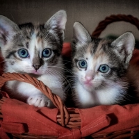 Cute Kitten