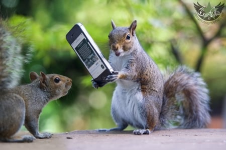 Ready? Say cheese! - max ellis, animal, funny, squirrel, phone, green