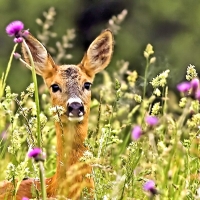 Cute Deer