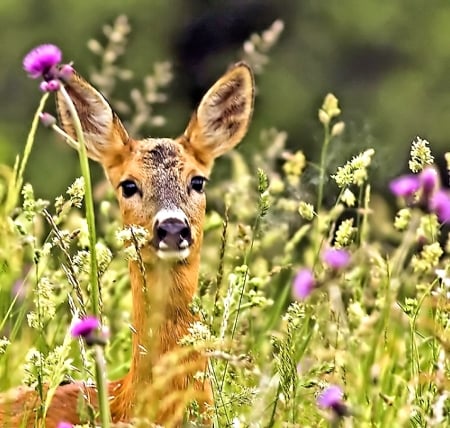 Cute Deer - animal, cute, deer, photo