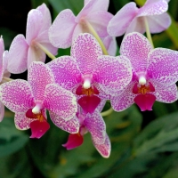 Orchids