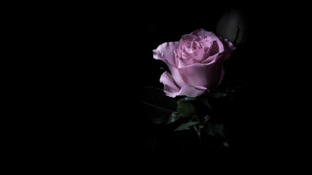 Purple - purple, still life, amazing, rose