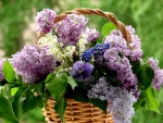 Basket Of Flowers