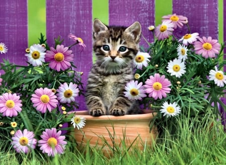 Purrfect Purple Flowers - Cat FC - wide screen, cat, photography, feline, pet, kitten, beautiful, animal, photo