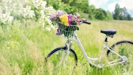 à® Bicycle à® - summer, flowers, basket, nature, bicycle, grass