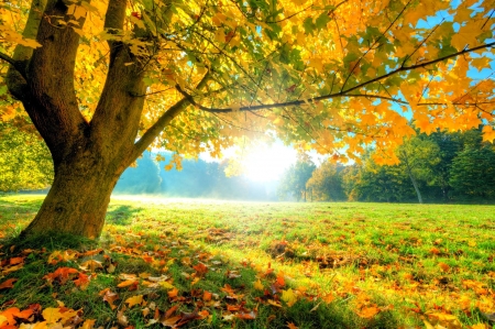 Autumn day - sunlight, branches, beautiful, leaves, tree, fall, autumn, day, foliage, park