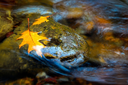 In My Place - autumn, fall, lake, water, place, leaf