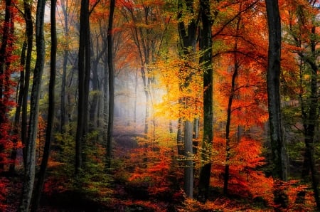 Light Colors - autumn, fall, woods, forest, light, colors