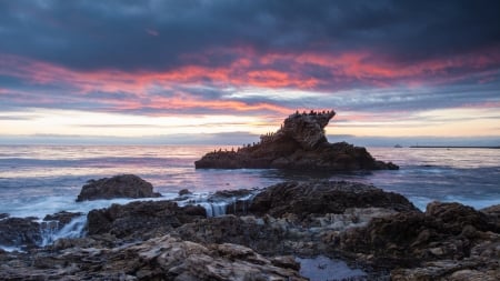 Evening Coast - rocks, sunset, sea, birds