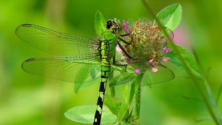 Dragonfly - macro, flowers, summer, dragonfly