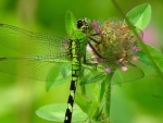 Dragonfly