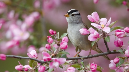 Bird - flower, bird, pink, cute, spring, branch