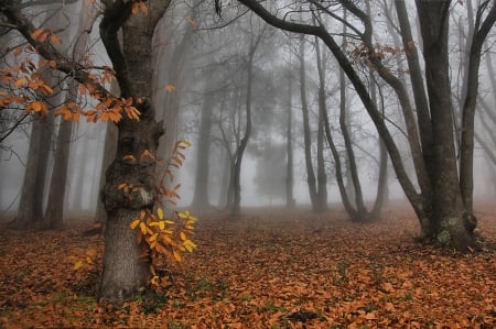 The last of the autumn leaves - fall, autumn, woods, forest, leaves