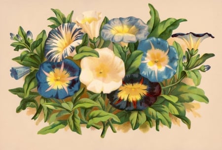 Morning Glory - white, yellow, blue, vintage, green, morning glory, flower, art