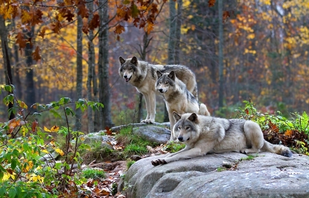 Wolves - fall, autumn, Wolves, forest, wild