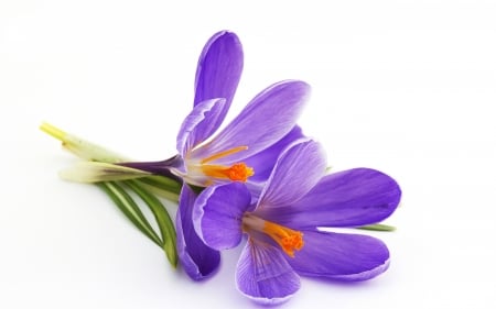 Crocus - white, crocus, purple, orange, card, flower, spring