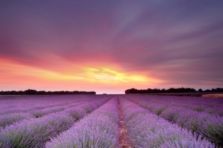 Amazing Nature - sky, flower, purple, sunset